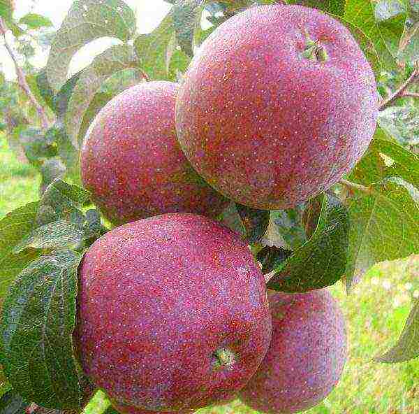 10 varieties of the best apple trees