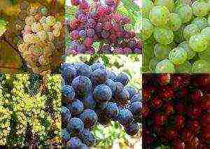 20 best grape varieties