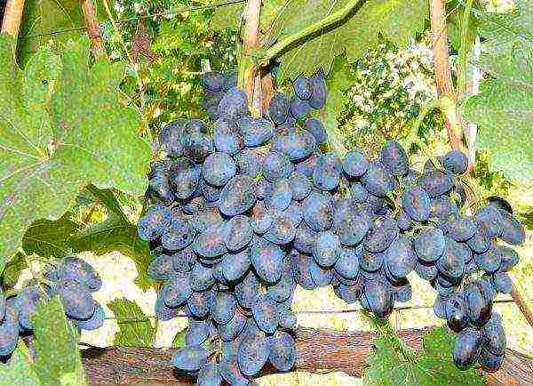 5 best grape varieties