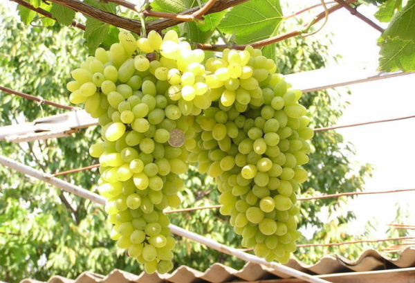 5 best grape varieties