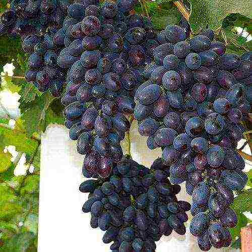 5 best grape varieties