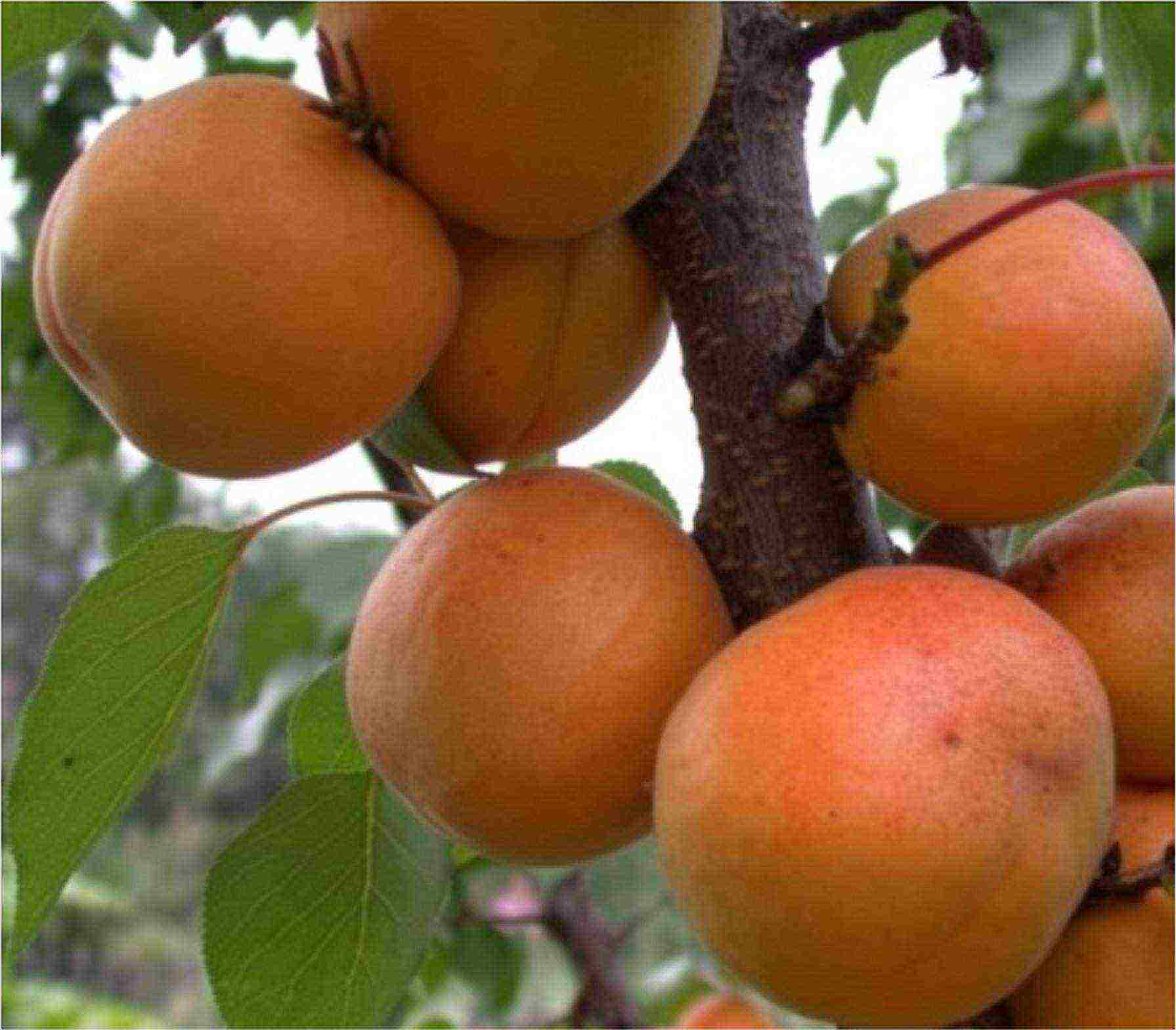 apricots are the best varieties