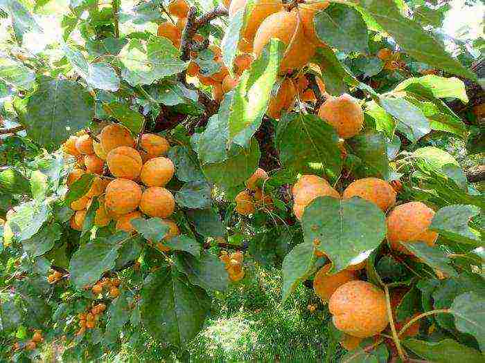 apricots are the best varieties
