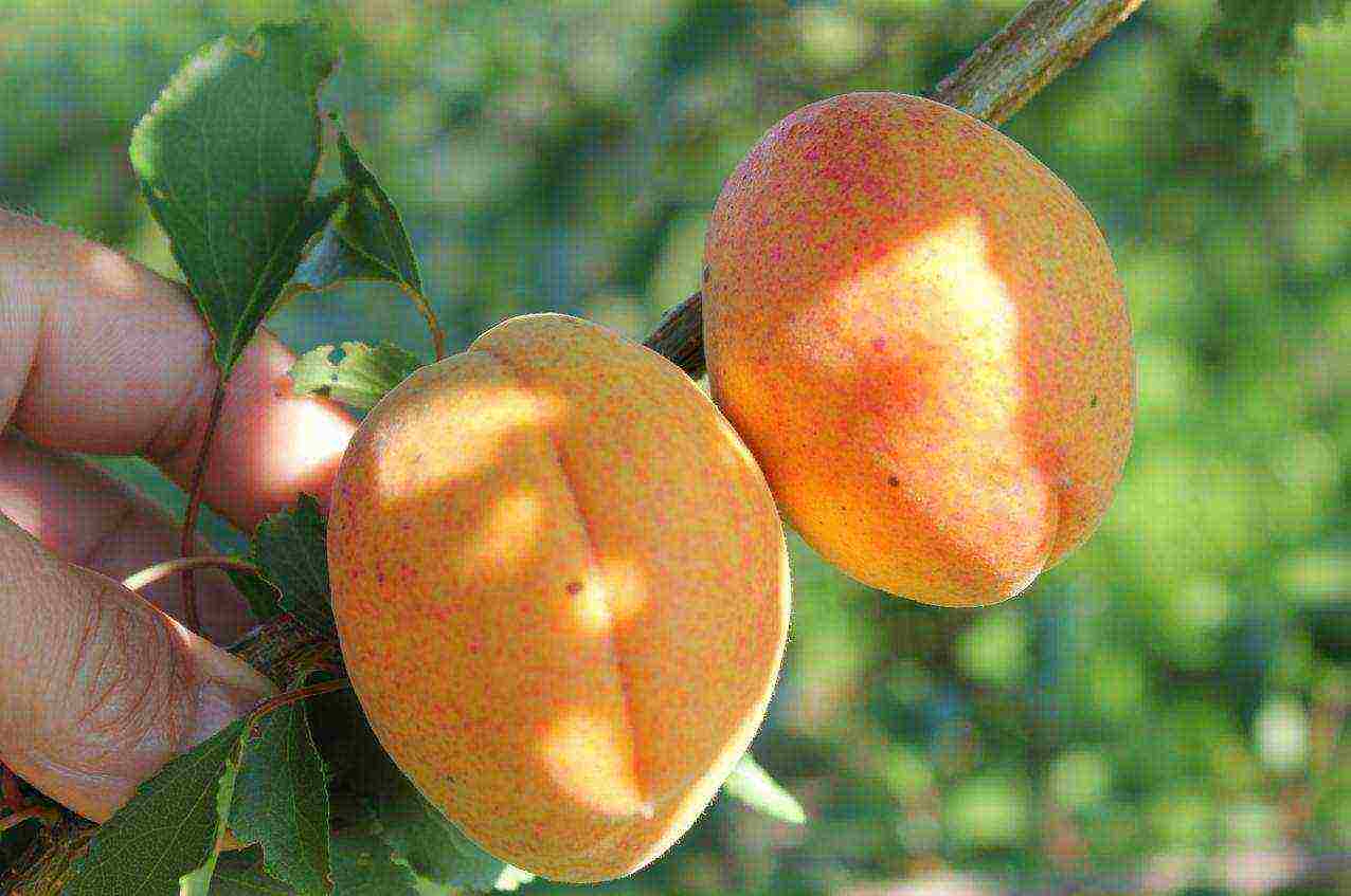 apricots are the best varieties