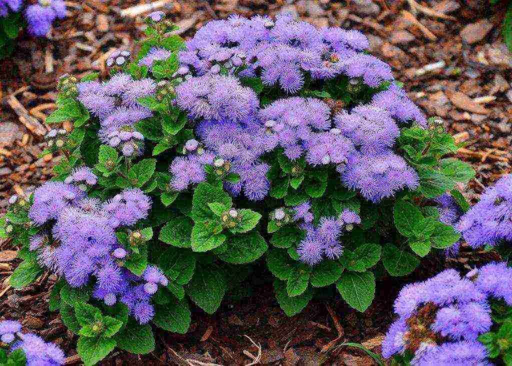 pagtatanim ng ageratum at pangangalaga sa bukas na bukid sa mga ural