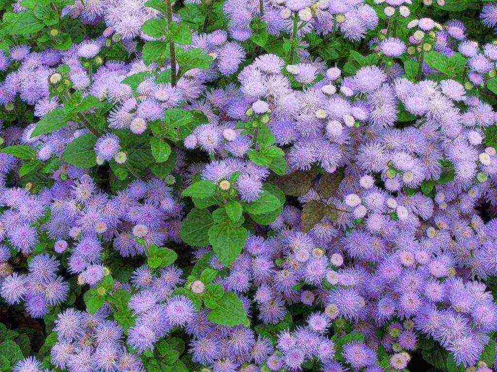 pagtatanim ng ageratum at pangangalaga sa bukas na bukid sa mga ural