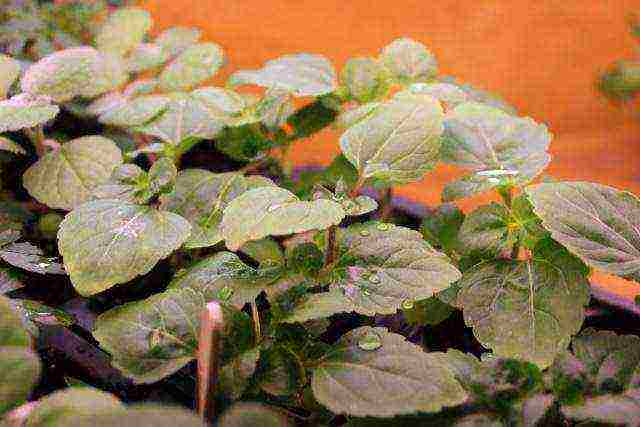 ageratum planting and care in the open field in the urals