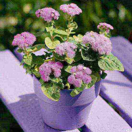 pagtatanim ng ageratum at pangangalaga sa bukas na bukid sa mga ural