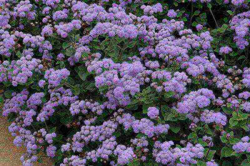 pagtatanim ng ageratum at pangangalaga sa bukas na bukid sa mga ural