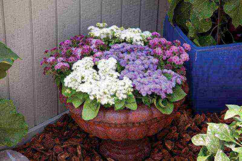 ageratum planting and care in the open field in the urals