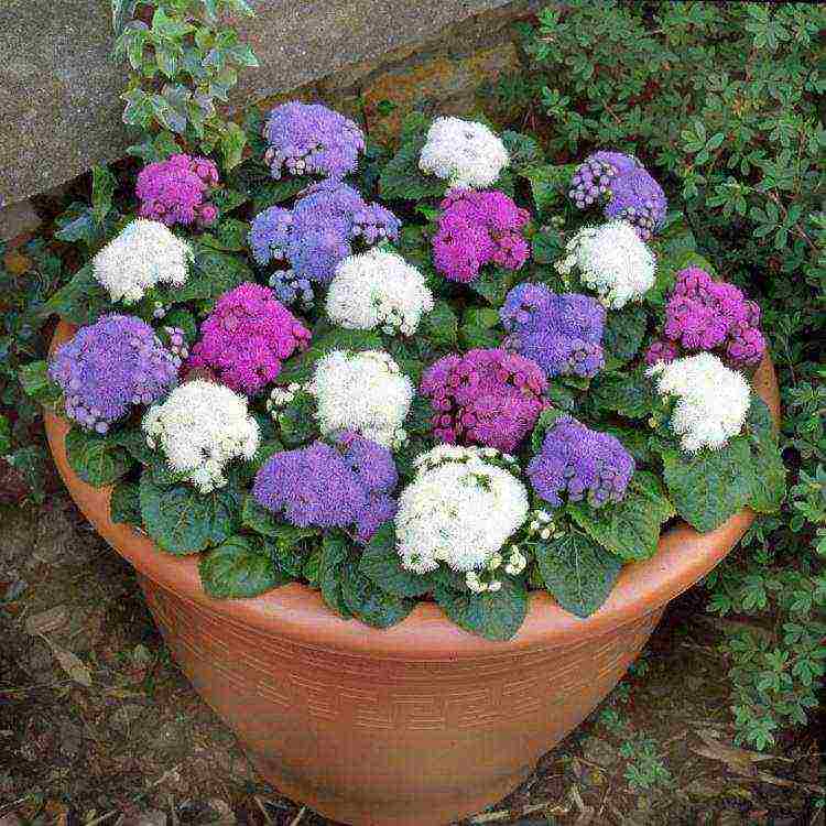 ageratum planting and care in the open field in the urals