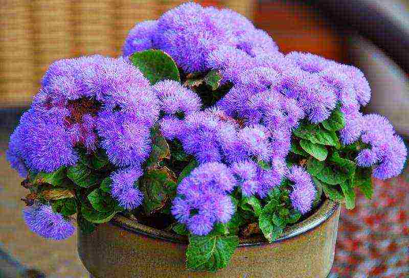 pagtatanim ng ageratum at pangangalaga sa bukas na bukid sa mga ural