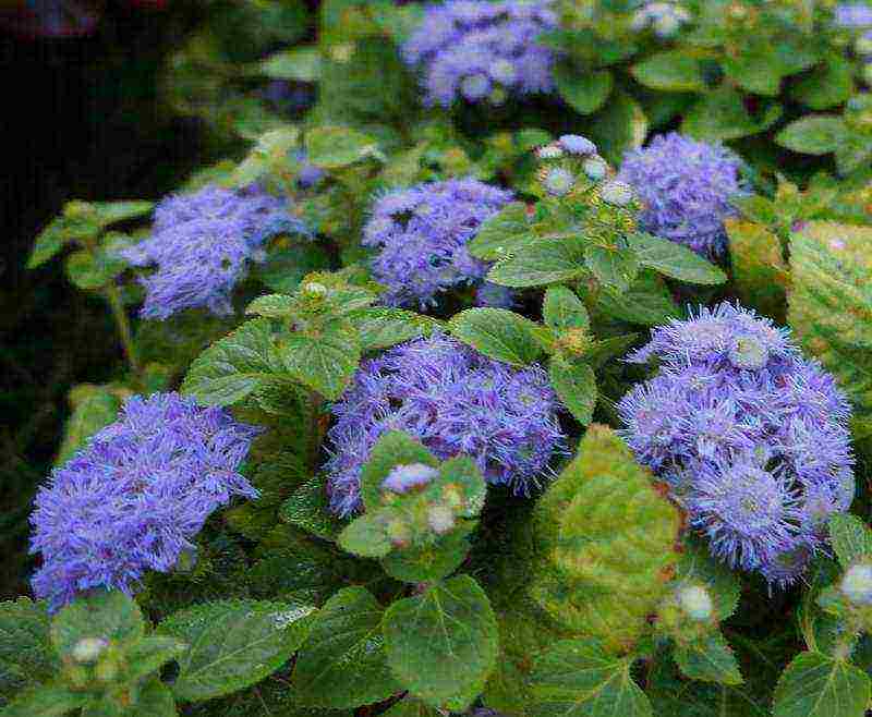 ageratum planting and care in the open field in the urals