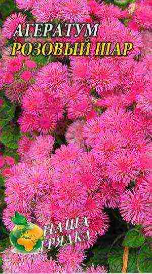 ageratum planting and care in the open field in the urals