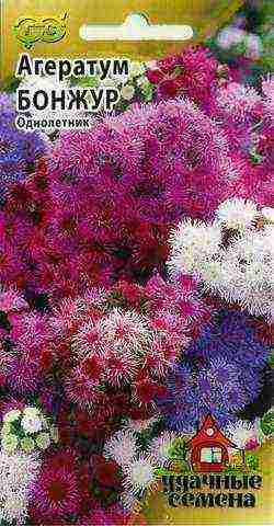 ageratum planting and care in the open field in the urals