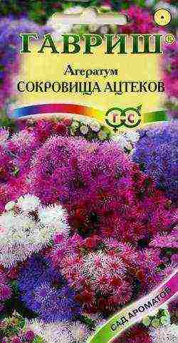 ageratum planting and care in the open field in the urals