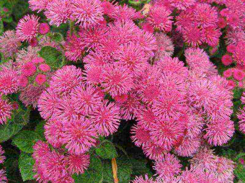 pagtatanim ng ageratum at pangangalaga sa bukas na bukid sa mga ural