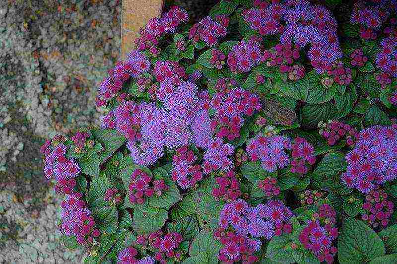 pagtatanim ng ageratum at pangangalaga sa bukas na bukid sa mga ural