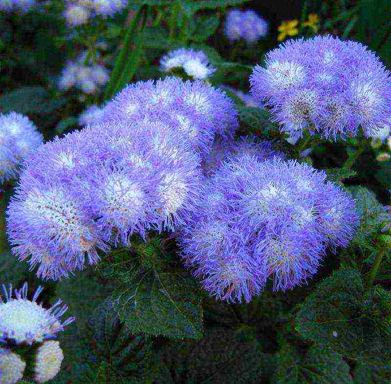 pagtatanim ng ageratum at pangangalaga sa bukas na bukid sa mga ural