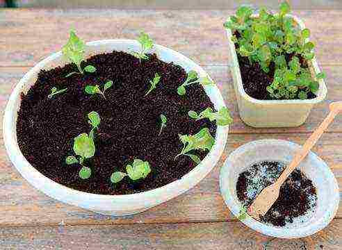 ageratum planting and care in the open field in the urals