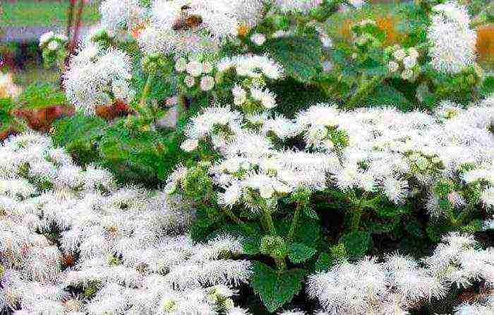 pagtatanim ng ageratum at pangangalaga sa bukas na bukid sa mga ural