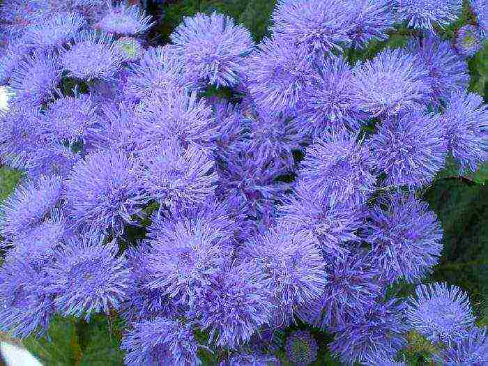 pagtatanim ng ageratum at pangangalaga sa bukas na bukid sa mga ural