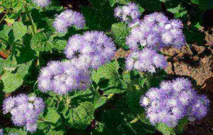 ageratum การปลูกและดูแลในทุ่งโล่งในอูราล