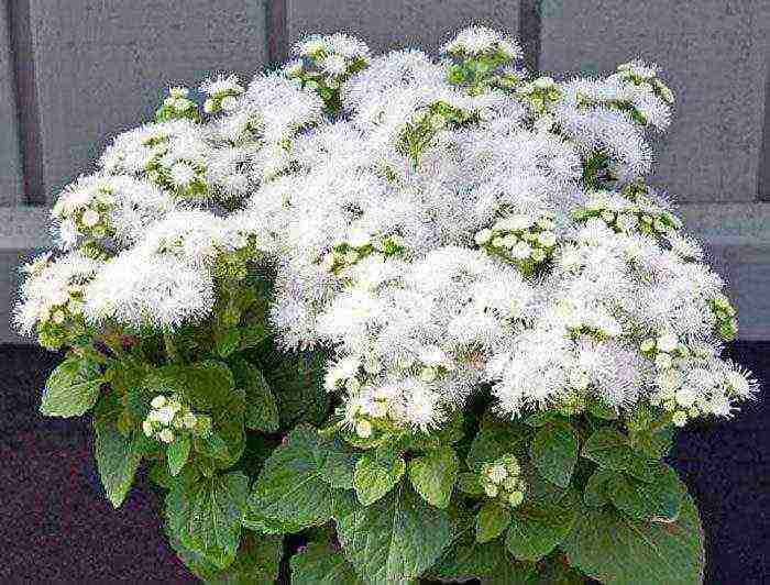 ageratum การปลูกและดูแลในทุ่งโล่งในอูราล