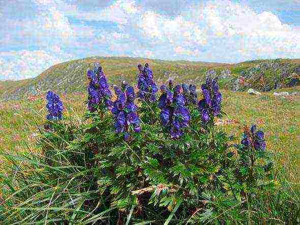 aconite planting and care in the open field in siberia