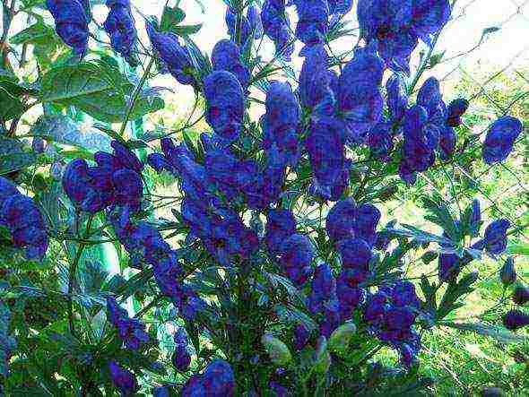 pagtatanim ng aconite at pangangalaga sa bukas na bukid sa siberia