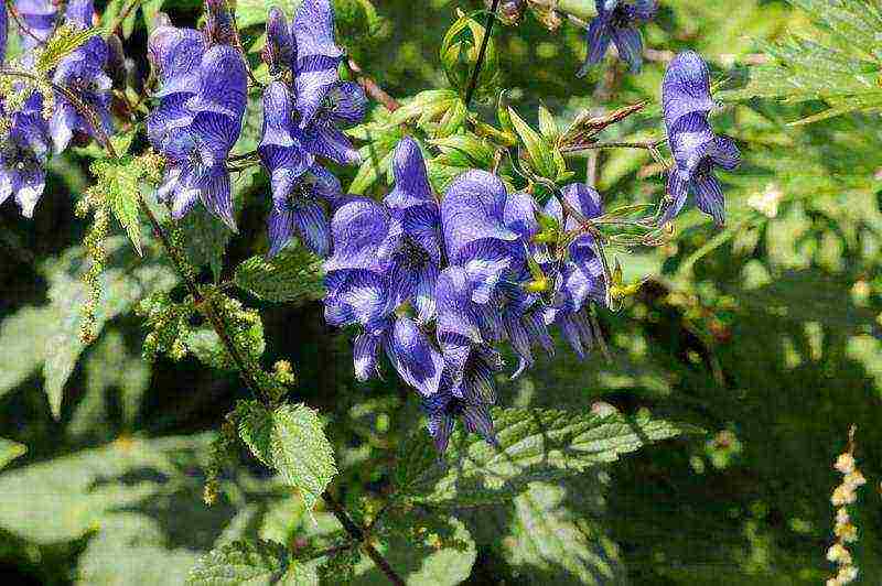 pagtatanim ng aconite at pangangalaga sa bukas na bukid sa siberia