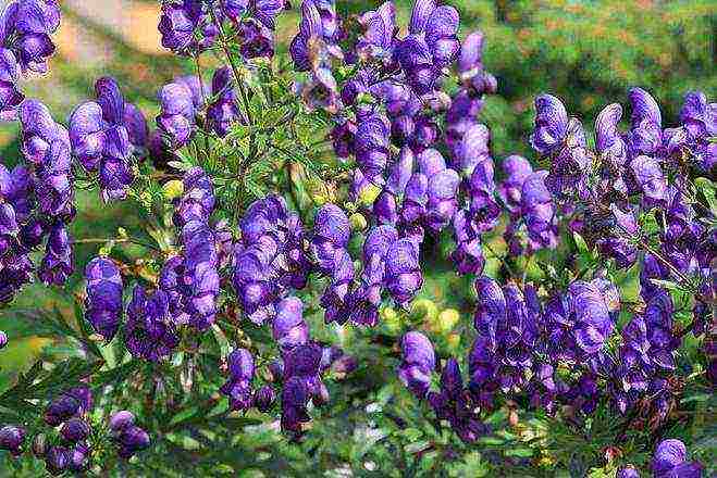 pagtatanim ng aconite at pangangalaga sa bukas na bukid sa siberia