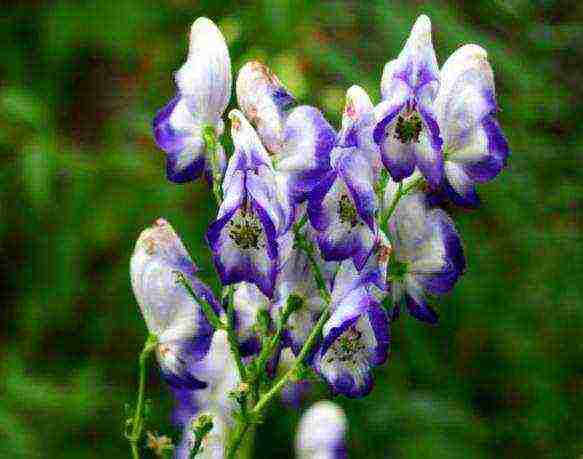 aconite planting and care in the open field in siberia