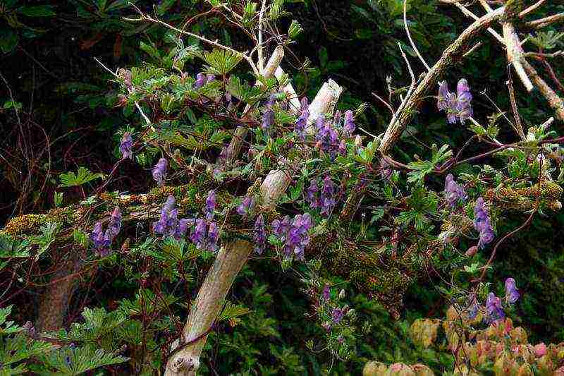 aconite planting and care in the open field in siberia