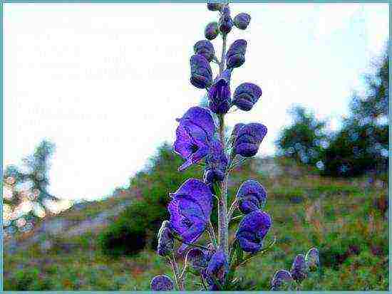 pagtatanim ng aconite at pangangalaga sa bukas na bukid sa siberia