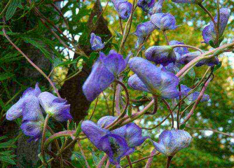 pagtatanim at pangangalaga ng aconite sa bukas na bukid sa siberia