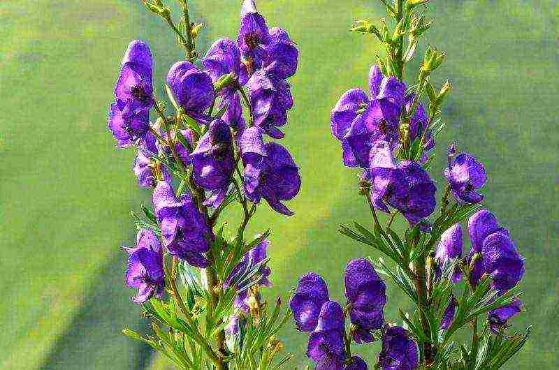 aconite planting and care in the open field in siberia