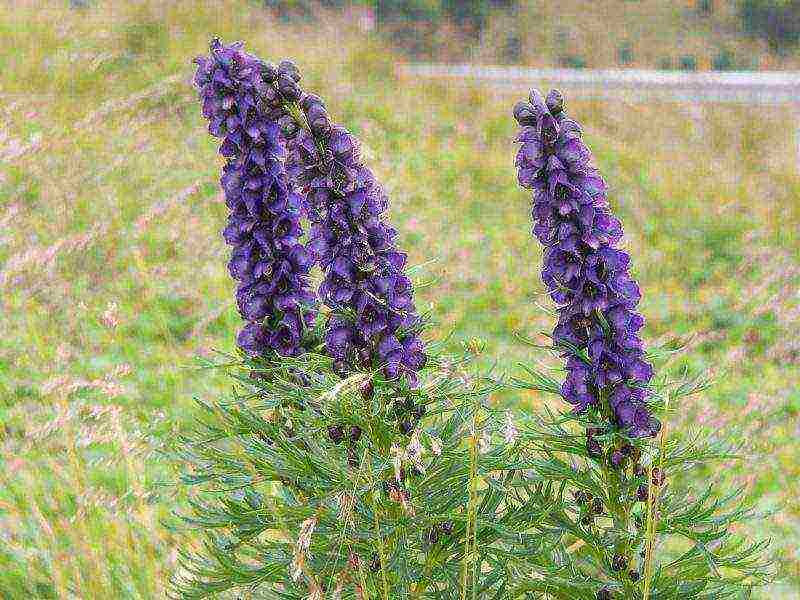 pagtatanim ng aconite at pangangalaga sa bukas na bukid sa siberia