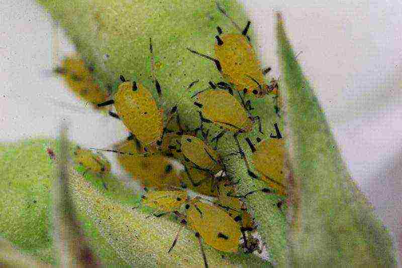 aconite planting and care in the open field in siberia