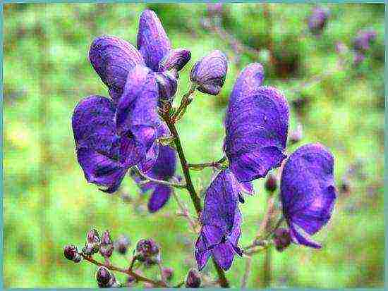 pagtatanim ng aconite at pangangalaga sa bukas na bukid sa siberia