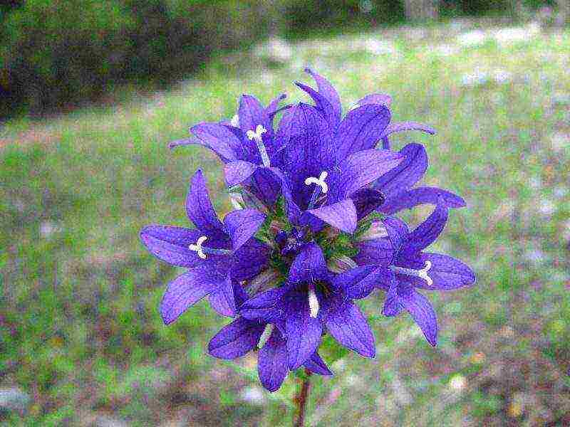 aconite planting and care in the open field in siberia