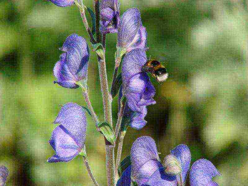 aconite planting and care in the open field in siberia