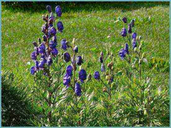 pagtatanim ng aconite at pangangalaga sa bukas na bukid sa siberia