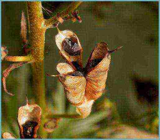 pagtatanim ng aconite at pangangalaga sa bukas na bukid sa siberia