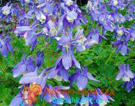 aquilegia planting and care in the open field from seeds