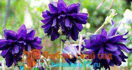 aquilegia ปลูกและดูแลในทุ่งโล่งจากเมล็ด