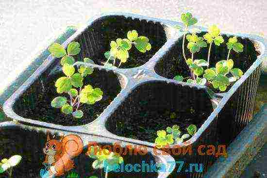 aquilegia planting and care in the open field from seeds