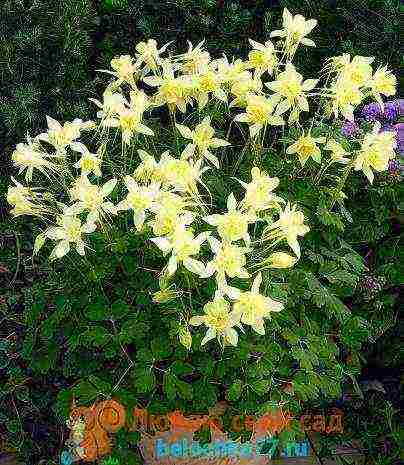 aquilegia planting and care in the open field from seeds