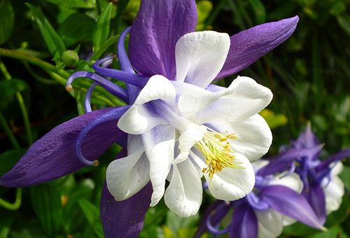 aquilegia planting and care in the open field from seeds