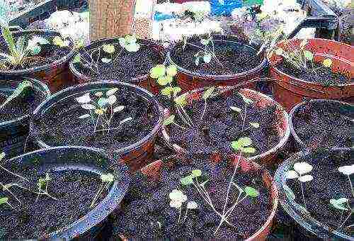 aquilegia planting and care in the open field from seeds